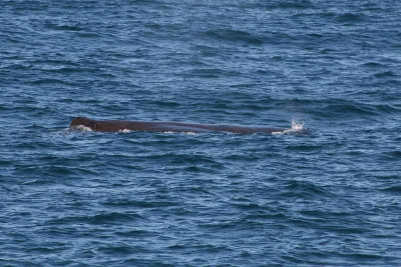 Nieuw-Zeeland 2011 - 1203